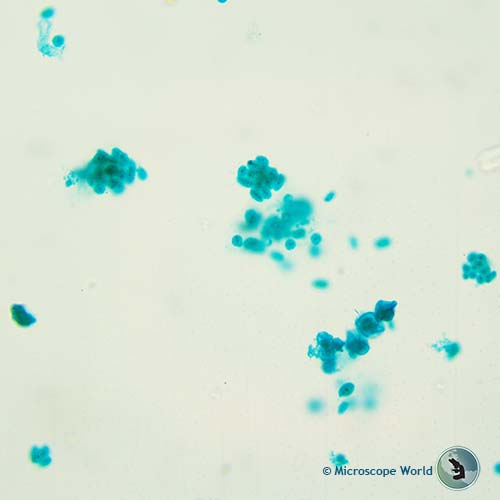 chlamydomonas under the microscope