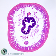 Earthworm microscope slide
