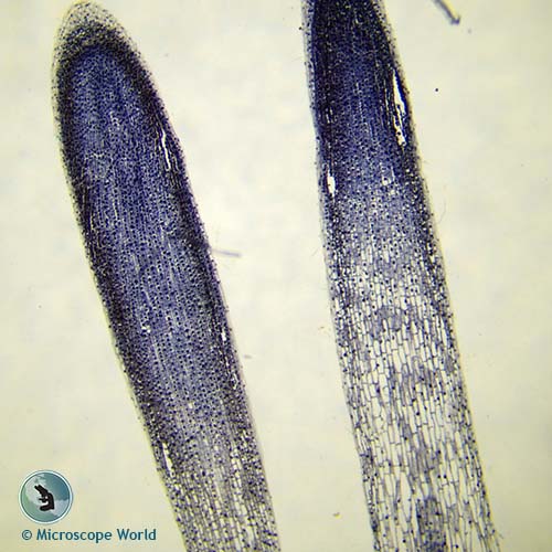 mitosis of onion root tip 40x microscope magnification