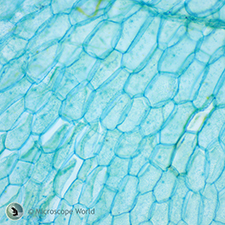 Microscope Prepared Slides - Fern