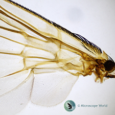 House fly wing under the microscope.