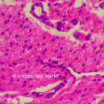 Human Tonsil under microscope