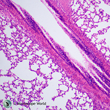 Mammal Lung Under the Microscope