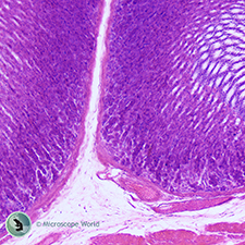 Animal Stomach Under the Microscope