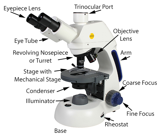 WF10x Eyepieces 110V-220V Plan Objectives Iris Diaphragm Abbe Condenser Brightfield LED Illumination 40x-1000x Magnification American Plug Swift Optical M10T-P Trinocular Compound Microscope Mechanical Stage 