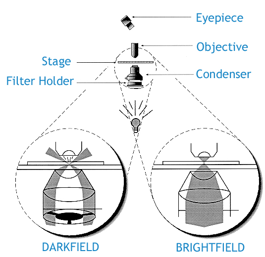 Darkfield microscopy light image