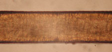 Human Hair Under the Microscope at 400x Magnification
