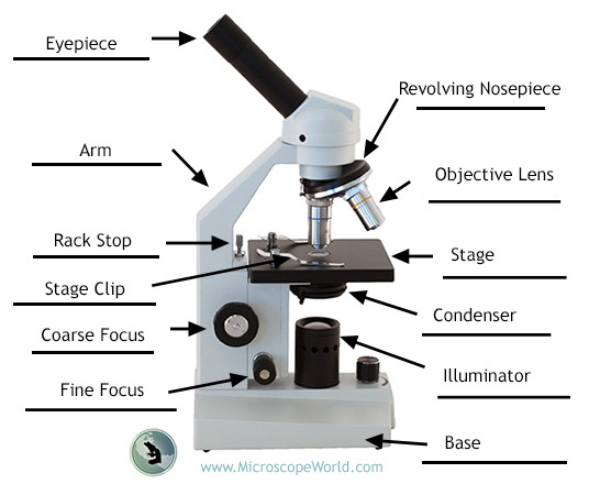 Label the Parts of the Microscope: Answers