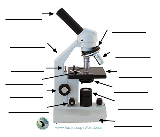 Label the Parts of the Microscope