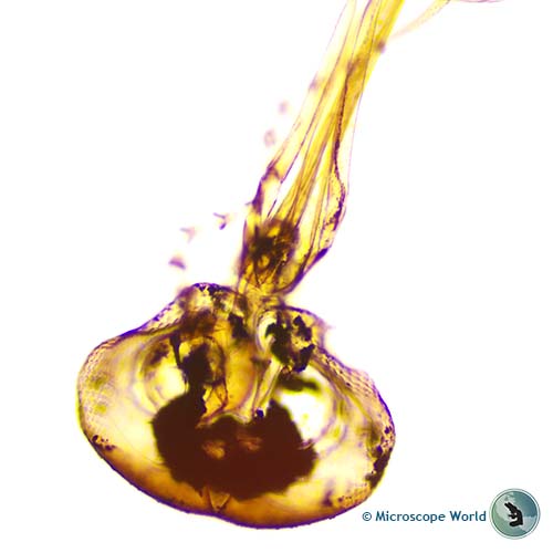 Mosquito mouth parts under the microscope