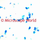 chlamydomonas microscope image