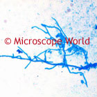 Moss Microscope Image