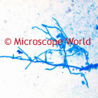 moss microscope image