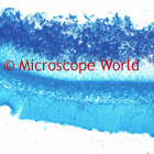 Penicillium Microscope Image