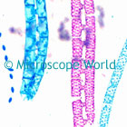 Spirogyra Microscope Image