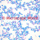 yeast microscope image