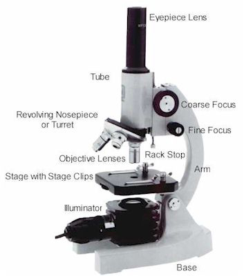 Compound Microscope Parts Labeled