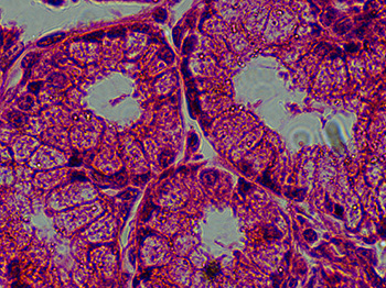 100x zeiss primostar stomach 100x zeiss primostar stomach