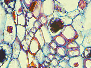 100x zeiss primostar root 100x zeiss primostar root