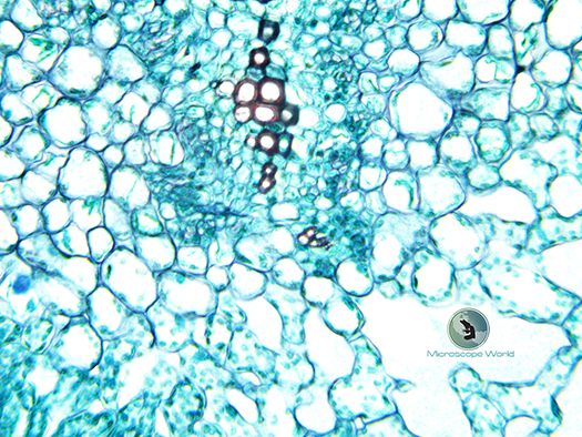 Plant Cross Section under the Microscope Plant Cross Section under the Microscope