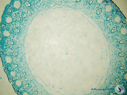 rice stem at 40x microscope magnifcation rice stem at 40x microscope magnifcation