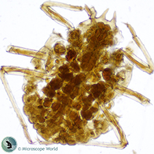 Aphis Under the Microscope Aphis Under the Microscope