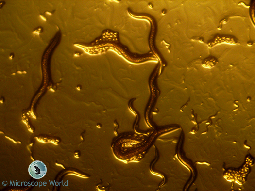 C. Elegans under the Brightfield / Darkfield Stereo Microscope C. Elegans under the Brightfield / Darkfield Stereo Microscope