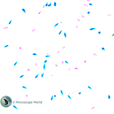 Euglena Microscope Prepared Slide Euglena Microscope Prepared Slide