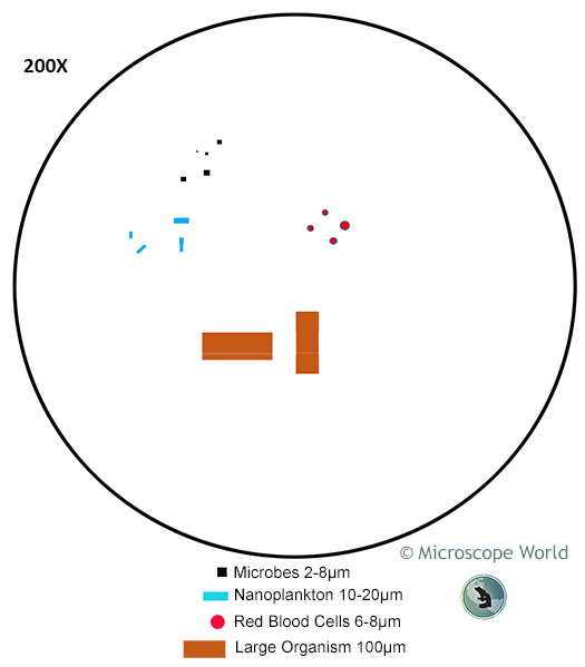 Microscope Field of View at 200x Magnification Microscope Field of View at 200x Magnification