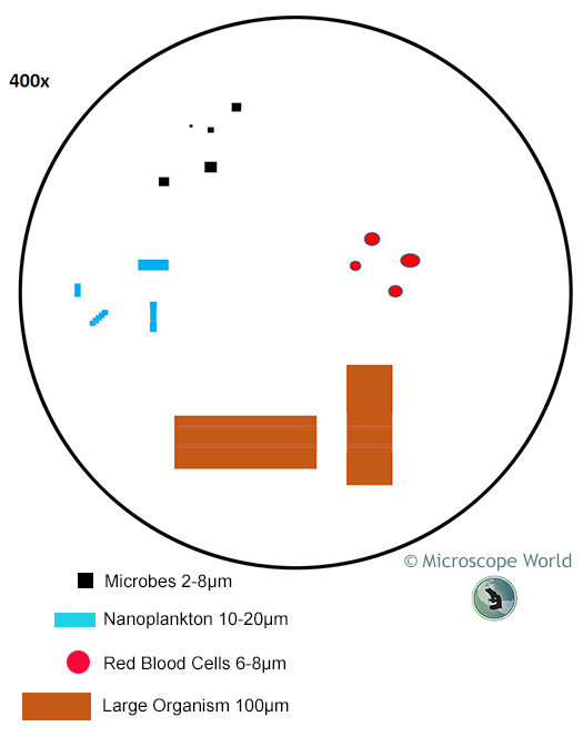 Microscope Field of View at 400x Magnification Microscope Field of View at 400x Magnification