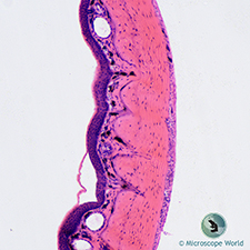Frog skin under the biological compound microscope. Frog Skin Under the Microscope