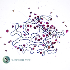 Lily Pollen Under the Microscope Lily Pollen Under the Microscope