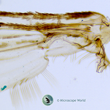 Mosquito wing under the compound microscope. Mosquito wing under the microscope.