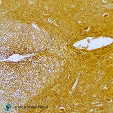 Spinal Cord Under the Microscope Spinal Cord Under the Microscope