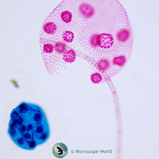 Volvox Prepared Microscope Slide Volvox Prepared Microscope Slide