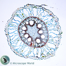 Zea Mays (Corn) Root Prepared Microscope Slide Zea Mays (Corn) Root Prepared Microscope Slide