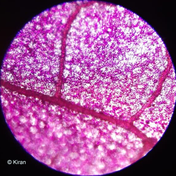 Bougainvillea under the microscope at 10x Bougainvillea under the microscope at 10x