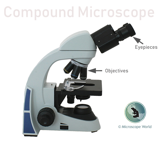 Compound Microscope Label Compound Microscope Labeled