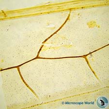 Dragon fly wing at 40x microscope magnification Dragon fly wing at 40x microscope magnification