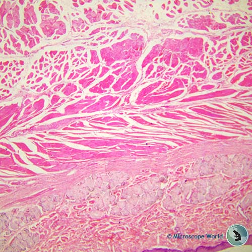 40x dog esophogus under the microscope 40x dog esophogus under the microscope