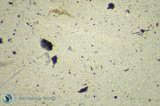 Filter under a microscope using bottom illumination. Filter under a microscope using bottom illumination.