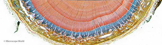 Microscopy image of woody stem cross section. Microscopy image of woody stem cross section.